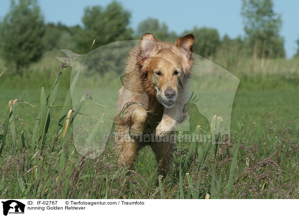rennender Golden Retriever / running Golden Retriever / IF-02767