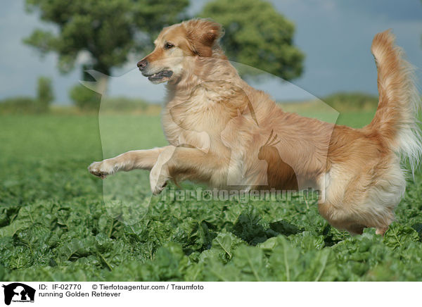 rennender Golden Retriever / running Golden Retriever / IF-02770