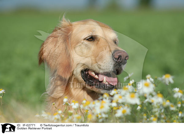 Golden Retriever Portrait / Golden Retriever Portrait / IF-02771