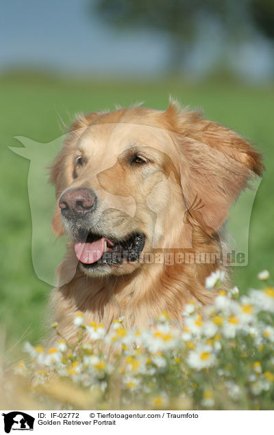 Golden Retriever Portrait / Golden Retriever Portrait / IF-02772