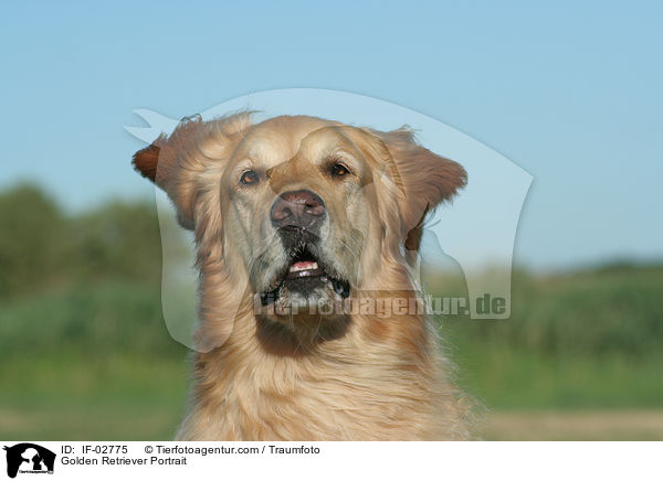 Golden Retriever Portrait / Golden Retriever Portrait / IF-02775