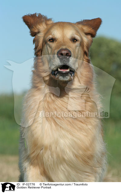 Golden Retriever Portrait / Golden Retriever Portrait / IF-02776