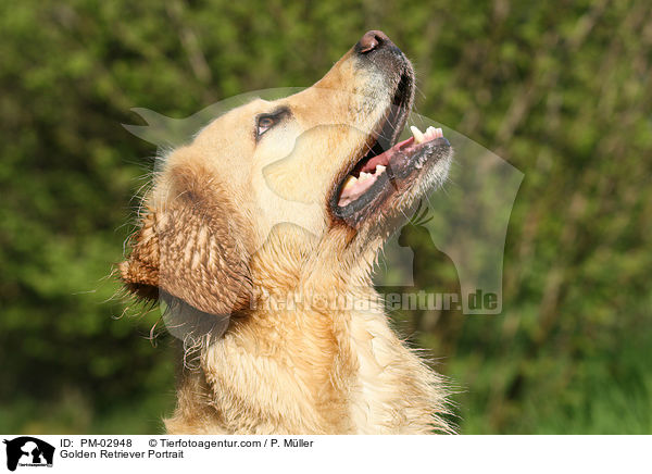 Golden Retriever Portrait / Golden Retriever Portrait / PM-02948