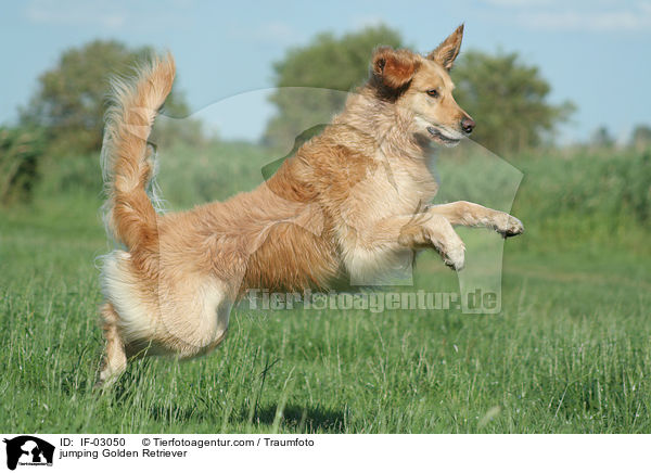 springender Golden Retriever / jumping Golden Retriever / IF-03050