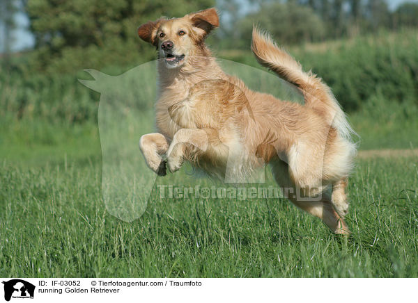 rennender Golden Retriever / running Golden Retriever / IF-03052