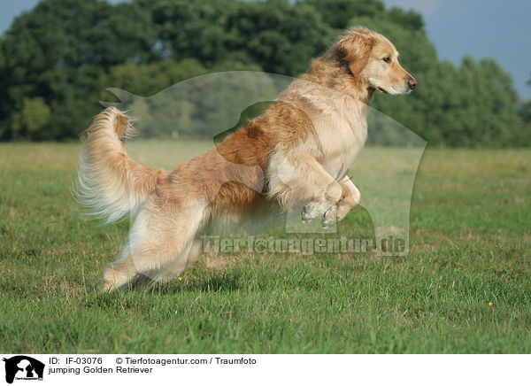 springender Golden Retriever / jumping Golden Retriever / IF-03076