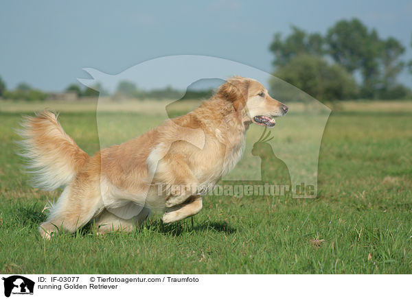 rennender Golden Retriever / running Golden Retriever / IF-03077