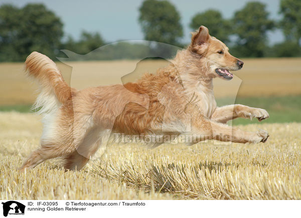 rennender Golden Retriever / running Golden Retriever / IF-03095