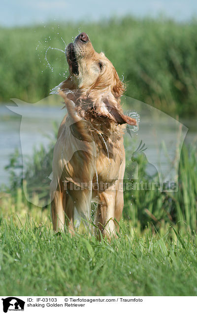 shaking Golden Retriever / IF-03103