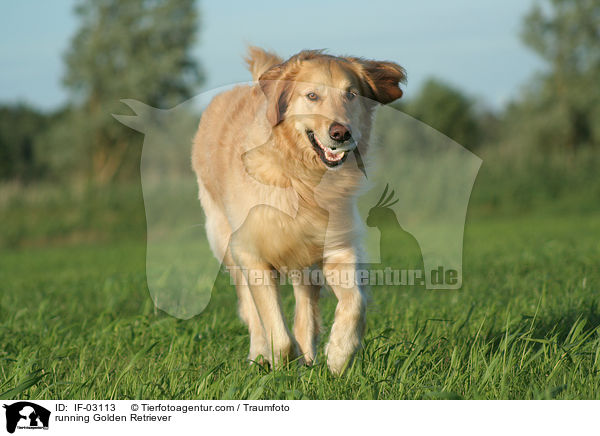 rennender Golden Retriever / running Golden Retriever / IF-03113