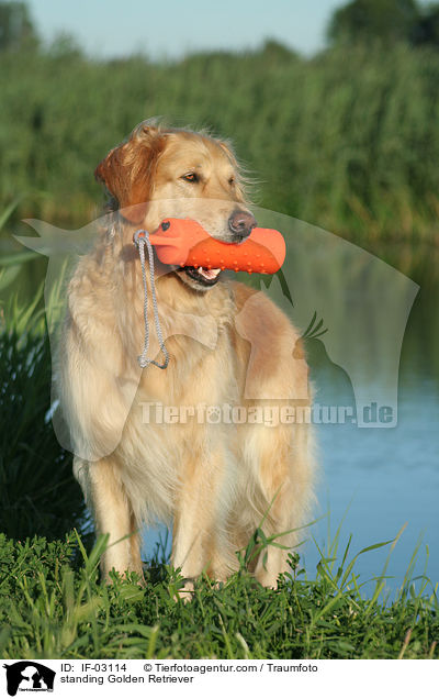 stehender Golden Retriever / standing Golden Retriever / IF-03114