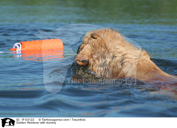 Golden Retriever mit Dummy / Golden Retriever with dummy / IF-03122