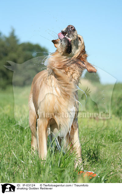 sich schttelnder Golden Retriever / shaking Golden Retriever / IF-03124