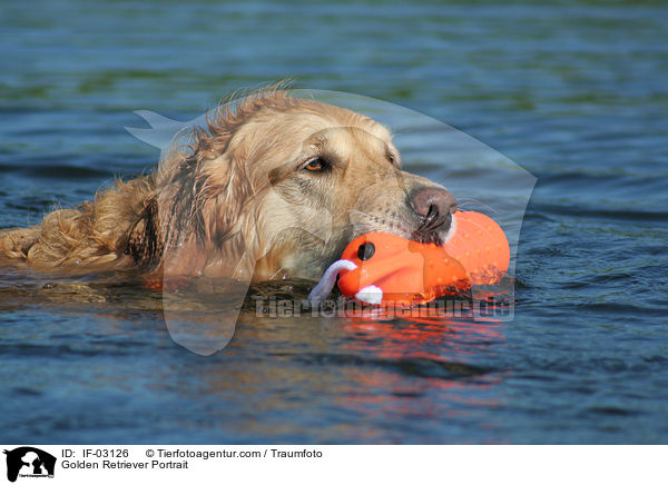 Golden Retriever Portrait / Golden Retriever Portrait / IF-03126