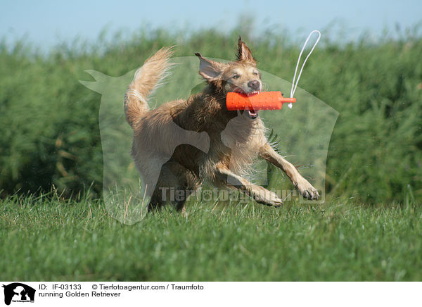 rennender Golden Retriever / running Golden Retriever / IF-03133