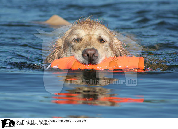 Golden Retriever Portrait / Golden Retriever Portrait / IF-03137