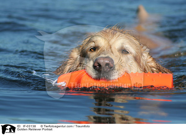 Golden Retriever Portrait / Golden Retriever Portrait / IF-03138