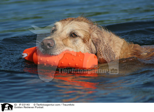 Golden Retriever Portrait / Golden Retriever Portrait / IF-03140