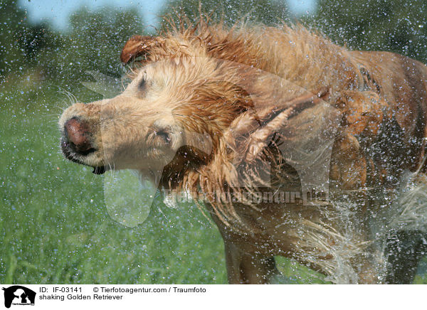 sich schttelnder Golden Retriever / shaking Golden Retriever / IF-03141