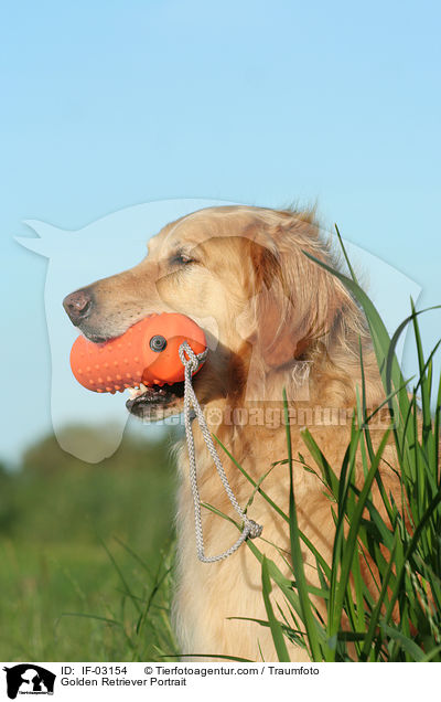 Golden Retriever Portrait / Golden Retriever Portrait / IF-03154
