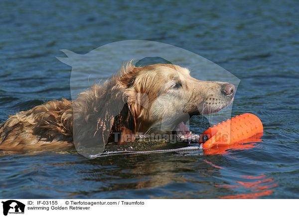 schwimmender Golden Retriever / swimming Golden Retriever / IF-03155