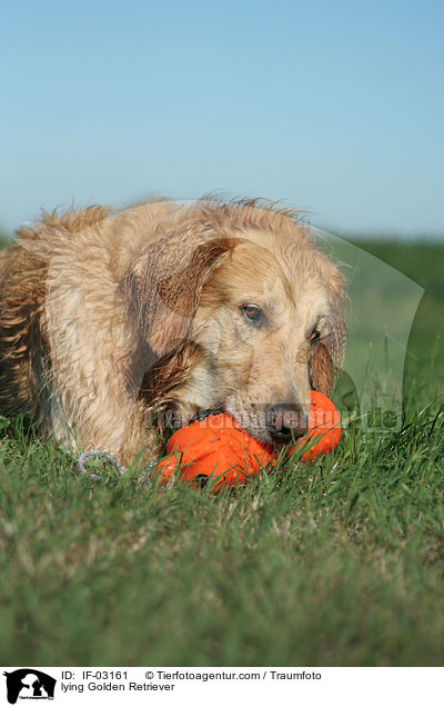 liegender Golden Retriever / lying Golden Retriever / IF-03161