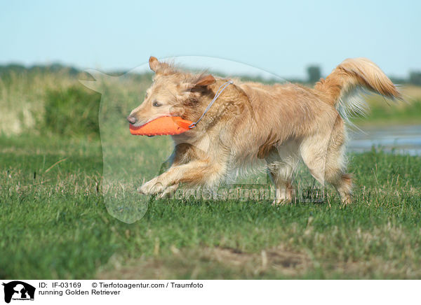 rennender Golden Retriever / running Golden Retriever / IF-03169