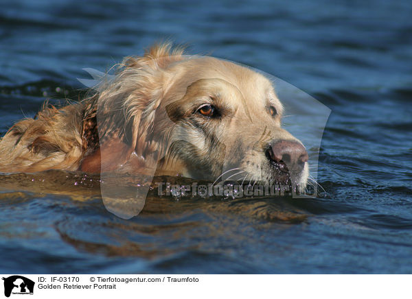 Golden Retriever Portrait / Golden Retriever Portrait / IF-03170