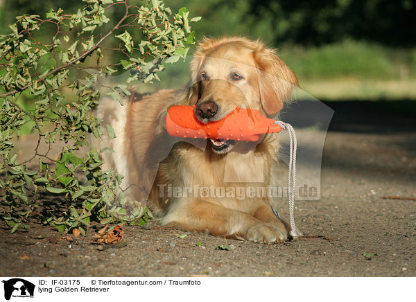 liegender Golden Retriever / lying Golden Retriever / IF-03175