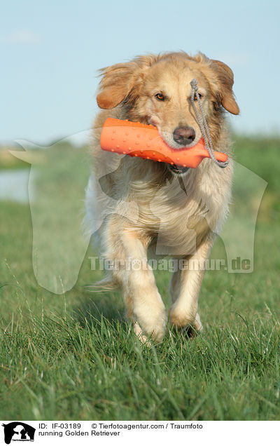 rennender Golden Retriever / running Golden Retriever / IF-03189