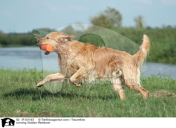 rennender Golden Retriever / running Golden Retriever / IF-03193