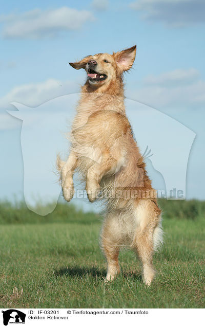 Golden Retriever / Golden Retriever / IF-03201