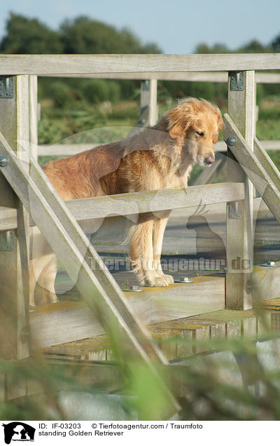 stehender Golden Retriever / standing Golden Retriever / IF-03203