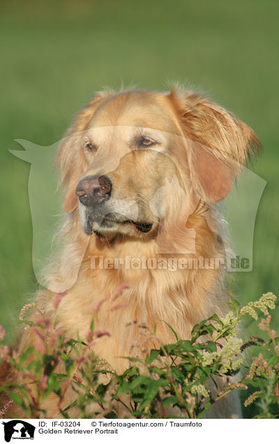 Golden Retriever Portrait / Golden Retriever Portrait / IF-03204