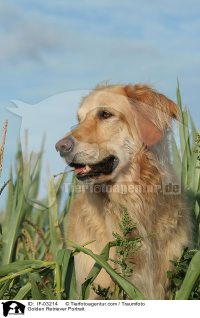 Golden Retriever Portrait / Golden Retriever Portrait / IF-03214
