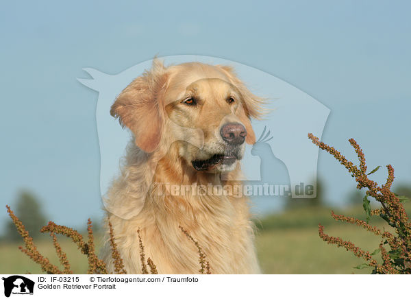 Golden Retriever Portrait / Golden Retriever Portrait / IF-03215