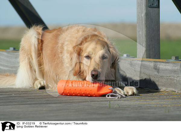 liegender Golden Retriever / lying Golden Retriever / IF-03219