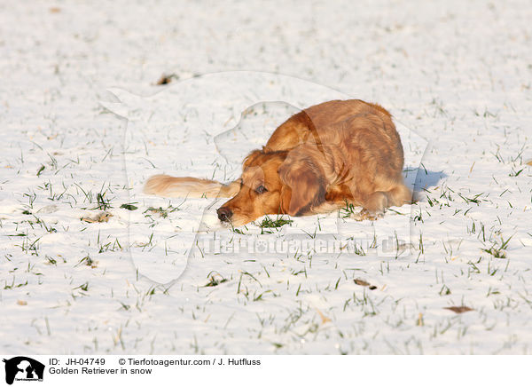 Golden Retriever im Schnee / Golden Retriever in snow / JH-04749