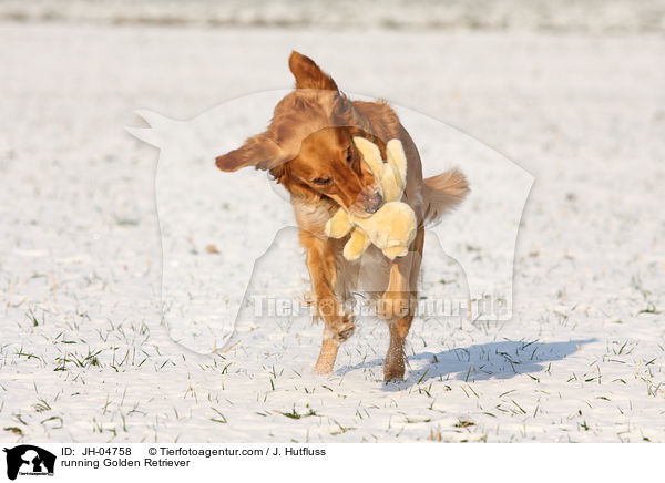 rennender Golden Retriever / running Golden Retriever / JH-04758