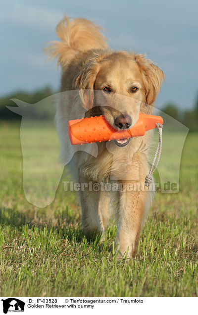 Golden Retriever mit Dummy / Golden Retriever with dummy / IF-03528