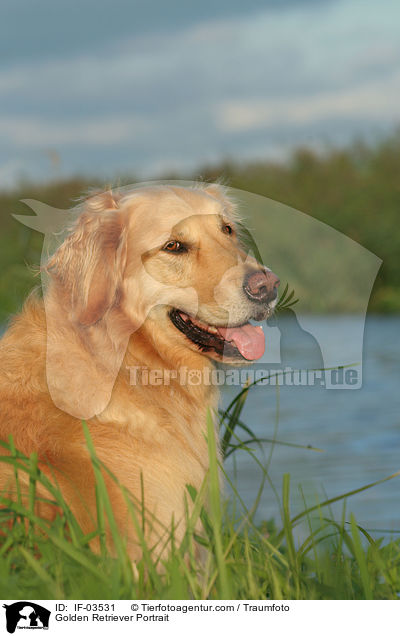 Golden Retriever Portrait / Golden Retriever Portrait / IF-03531