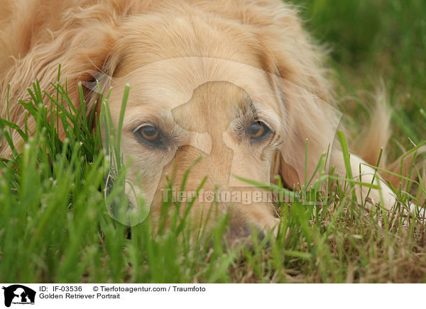 Golden Retriever Portrait / Golden Retriever Portrait / IF-03536