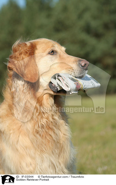 Golden Retriever Portrait / Golden Retriever Portrait / IF-03544