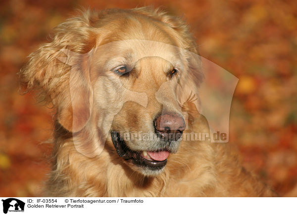 Golden Retriever Portrait / Golden Retriever Portrait / IF-03554