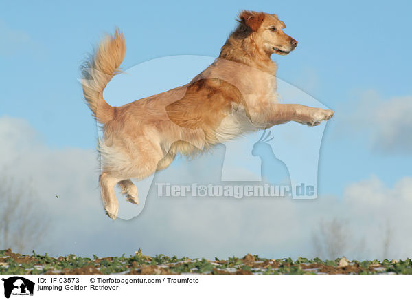 springender Golden Retriever / jumping Golden Retriever / IF-03573