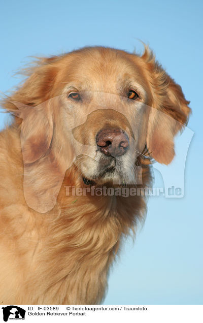 Golden Retriever Portrait / Golden Retriever Portrait / IF-03589
