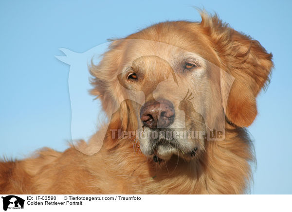 Golden Retriever Portrait / Golden Retriever Portrait / IF-03590