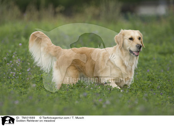 Golden Retriever auf Wiese / Golden Retriever on meadow / TM-01689