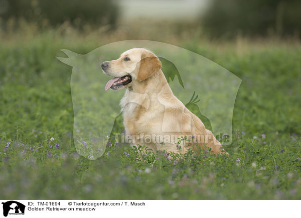 Golden Retriever auf Wiese / Golden Retriever on meadow / TM-01694
