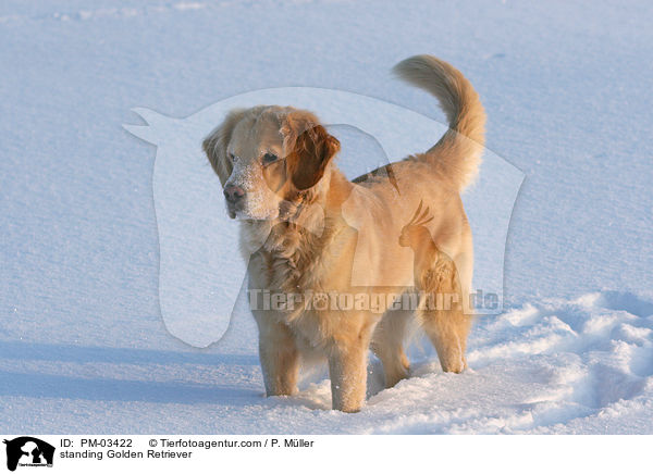 stehender Golden Retriever / standing Golden Retriever / PM-03422